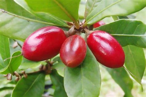 Nagic berry plant